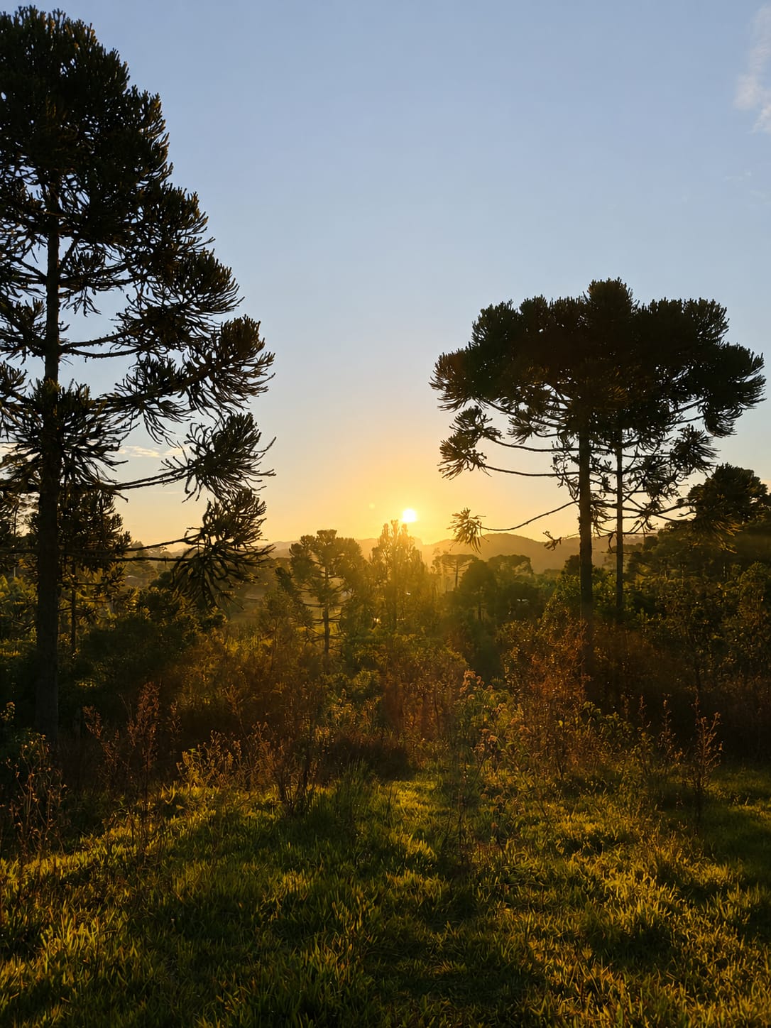 Chácara 20.650m² com lago e araucárias - Campo Alegre